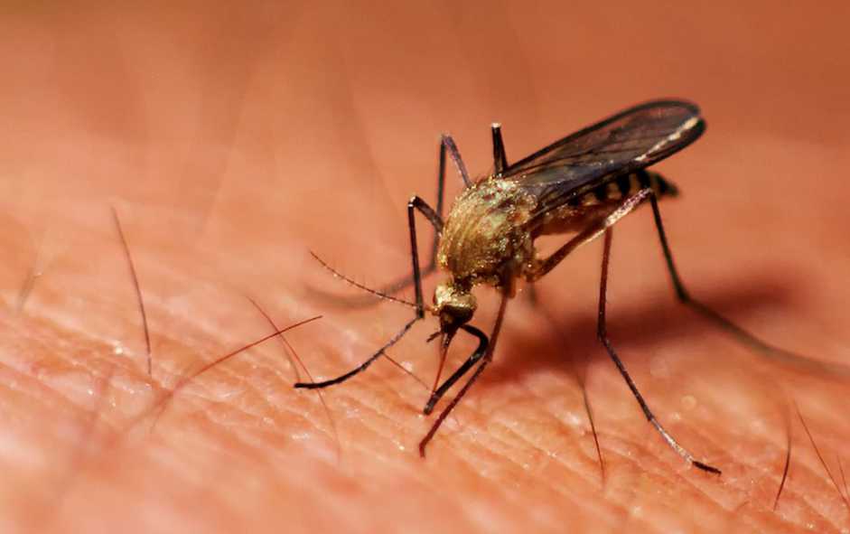 Les vaccins en Thaïlande - Moustique & la Dengue Les vaccins en Thaïlande - Moustique & la Dengue