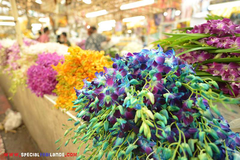 Visiter Bangkok ? Que Faire à Bangkok ? Marché aux fleurs