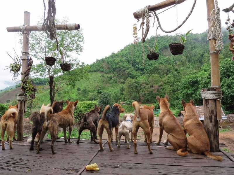Stage Humanitaire en Thaïlande