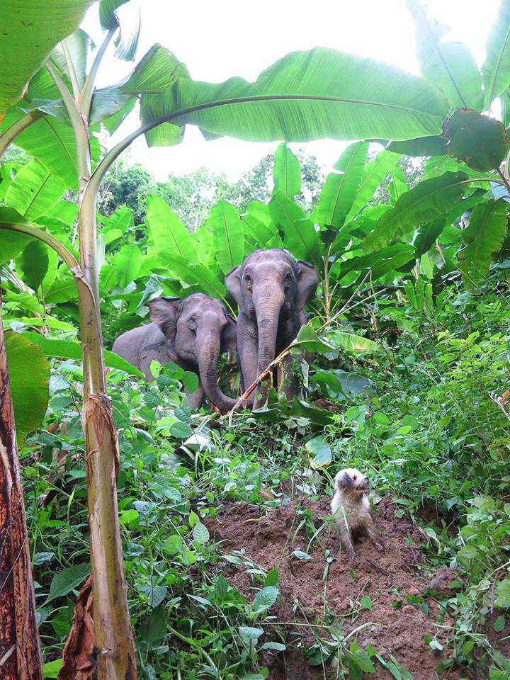 Stage Humanitaire en Thaïlande