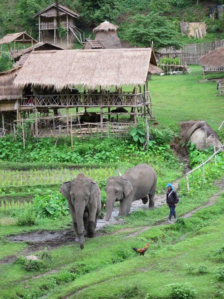 Stage Humanitaire en Thaïlande